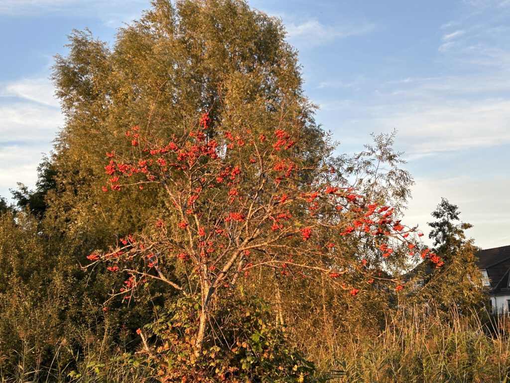 Borgfeld im Herbst