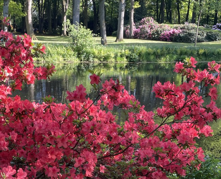 Azalee im Frühjahr im Rhododendronpark