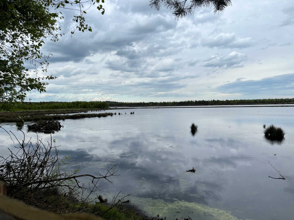 Blick auf das Stellingmoor.