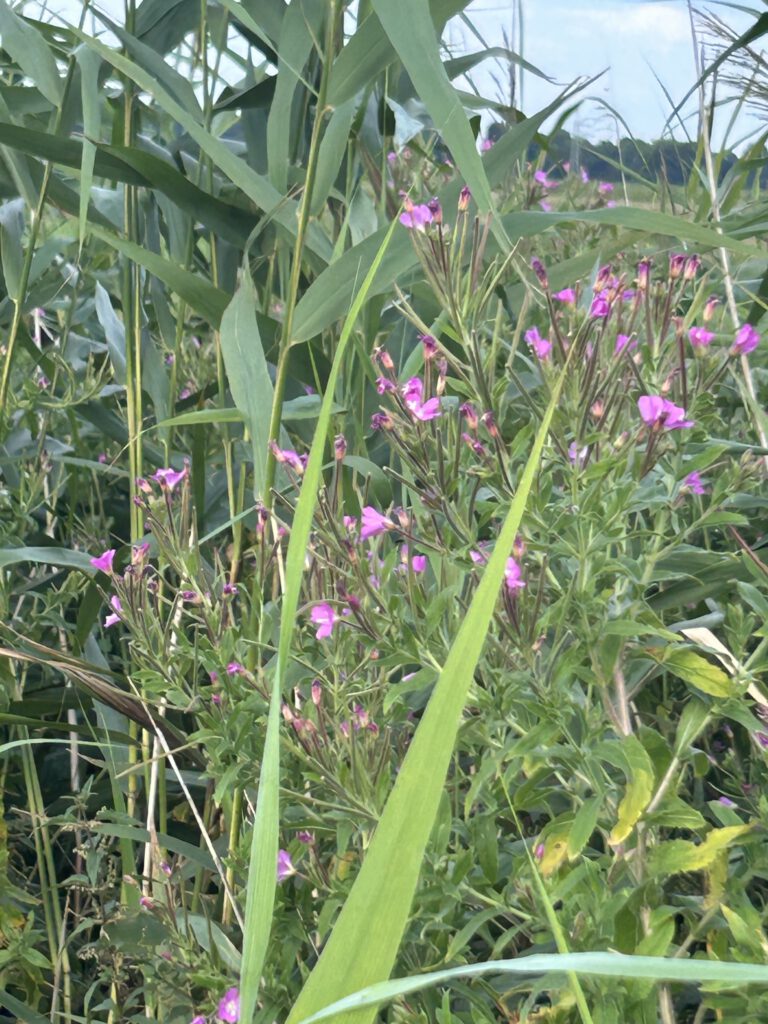 Weiderich in Blüte