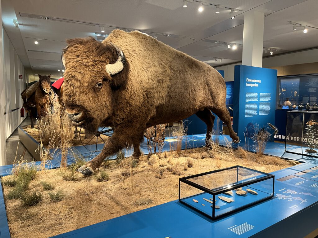 Bison im Überseemuseum