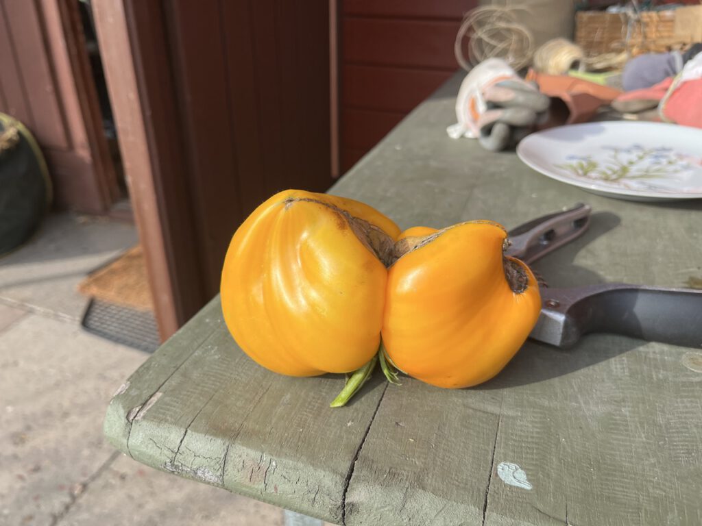 Herztomate