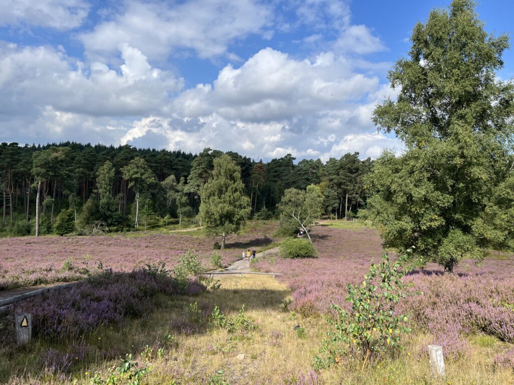 Wechsel von Heidelandschaft mit waldigen Abschnitten